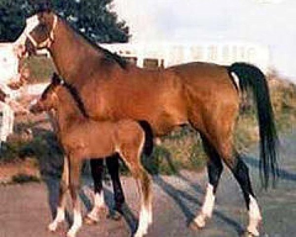 broodmare Velvet Shadow ox (Arabian purebred, 1965, from Bey Shadow ox)