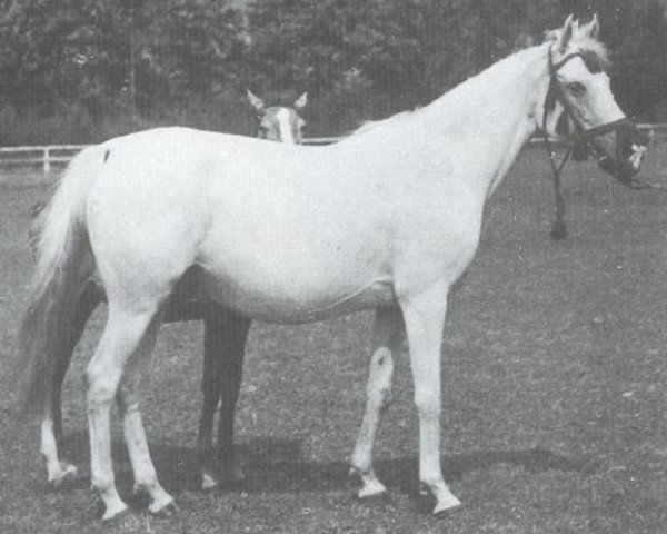 broodmare Larissa ox (Arabian purebred, 1941, from Kaszmir 1929 ox)