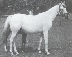 broodmare Larissa ox (Arabian purebred, 1941, from Kaszmir 1929 ox)
