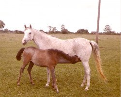 broodmare Latawica ox (Arabian purebred, 1955, from Wielki Szlem 1938 ox)