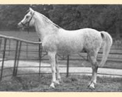 stallion Saladin II ox (Arabian purebred, 1940, from Naziri ox)