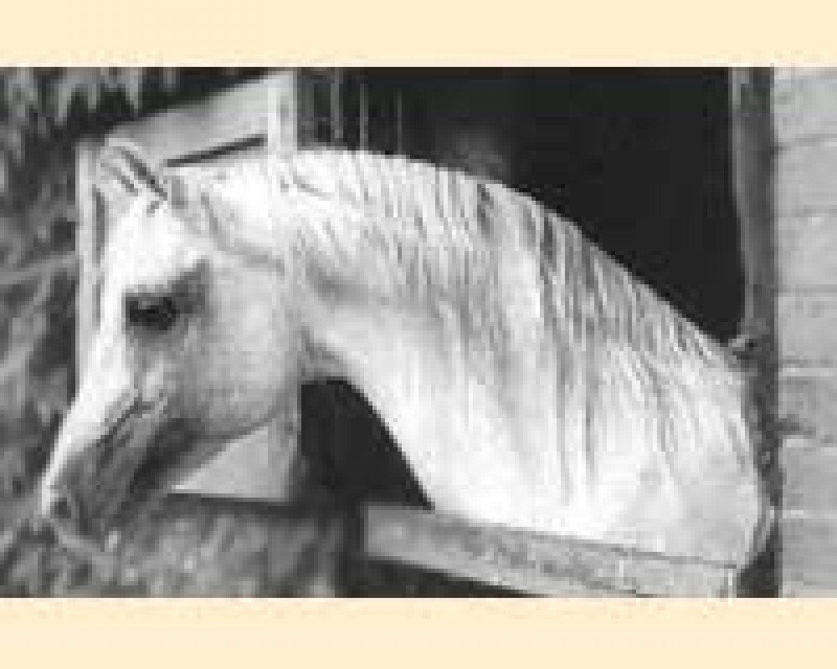 stallion Burkan ox (Arabian purebred, 1964, from Saladin II ox)