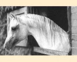 stallion Burkan ox (Arabian purebred, 1964, from Saladin II ox)