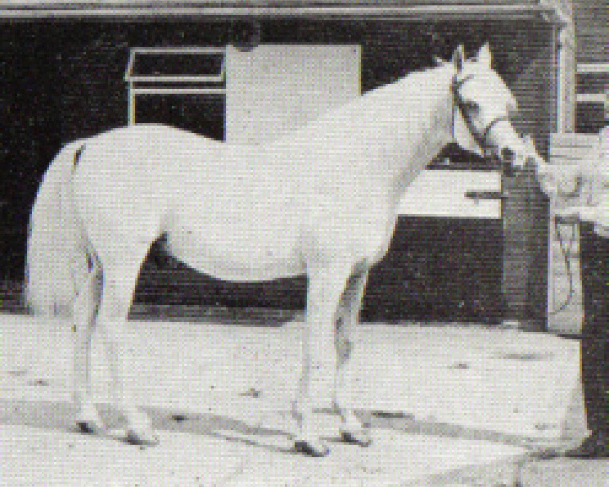 Stallone da monta White Lightning ox (Puro sangue arabo, 1967, di Burkan ox)
