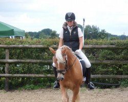 dressage horse Lucky Punch (5,27% ox) (Haflinger, 2008, from Nevio)