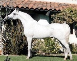 stallion Carmargue ox (Arabian purebred, 1979, from White Lightning ox)