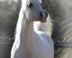 broodmare Om El Shaina ox (Arabian purebred, 1989, from Carmargue ox)