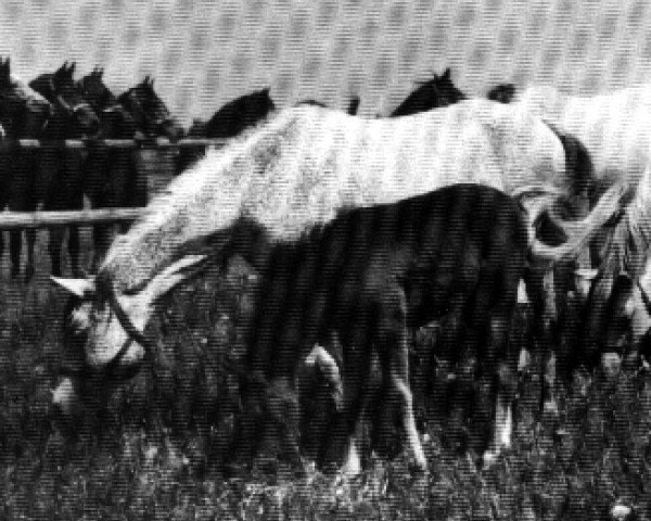broodmare Bulwa ox (Arabian purebred, 1937, from Kuhaylan Zaid RAS)