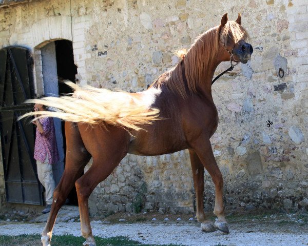 stallion DF Nashwan ox (Arabian purebred, 2008, from DF Malik Jamil ox)
