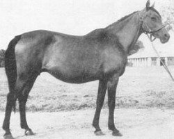 broodmare Eleonora ox (Arabian purebred, 1944, from Witraz 1938 ox)