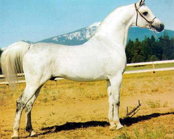 stallion Exelsjor ox (Arabian purebred, 1963, from Aquinor 1951 ox)