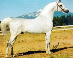 stallion Exelsjor ox (Arabian purebred, 1963, from Aquinor 1951 ox)