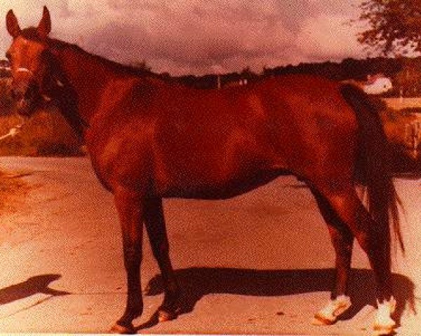 broodmare Piewica ox (Arabian purebred, 1953, from Priboj 1944 ox)