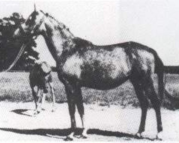 broodmare Penza ox (Arabian purebred, 1959, from Faher ox)