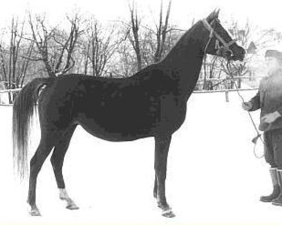 broodmare Estokada ox (Arabian purebred, 1951, from Amurath Sahib 1932 ox)