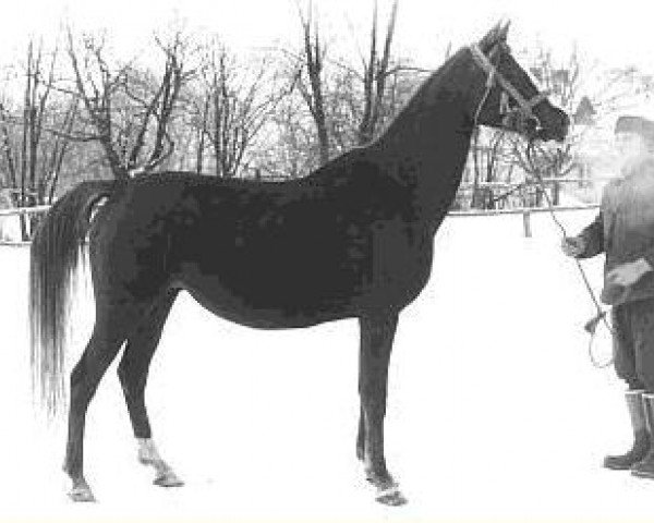 broodmare Estokada ox (Arabian purebred, 1951, from Amurath Sahib 1932 ox)
