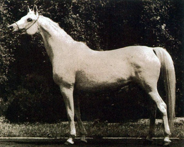 broodmare Eskapada ox (Arabian purebred, 1960, from Nabor 1950 ox)