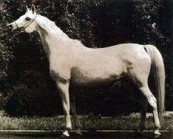 broodmare Eskapada ox (Arabian purebred, 1960, from Nabor 1950 ox)
