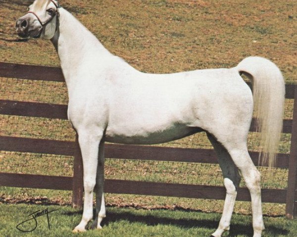 broodmare Espada ox (Arabian purebred, 1968, from Aquinor 1951 ox)