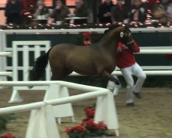 Westfälische Hauptkörung
für Reitponys, Haflinger und Kleinpferde
Sonntag,den 27.11.2011
3.Ring
