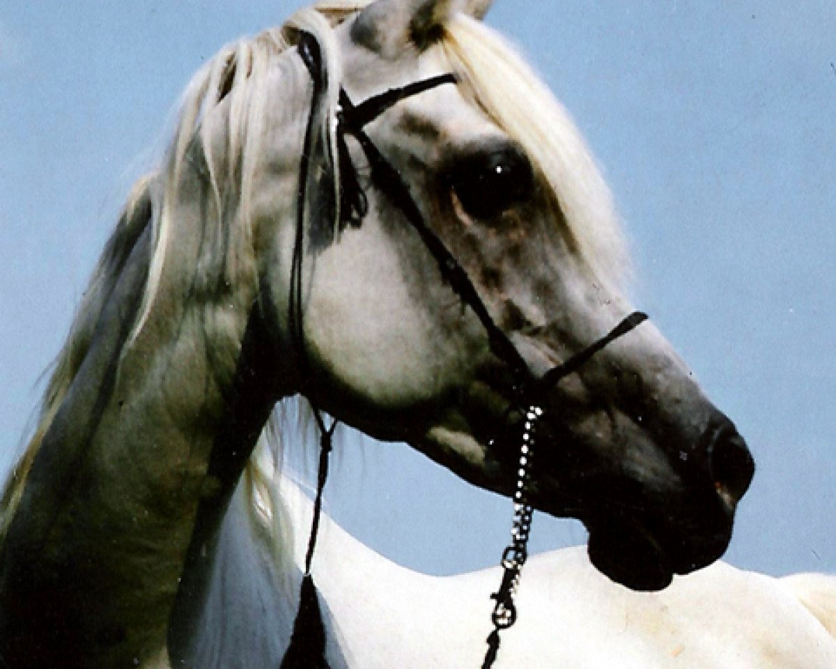 broodmare Ghazalah 1973 ox (Arabian purebred, 1973, from Ghazal 1953 EAO)