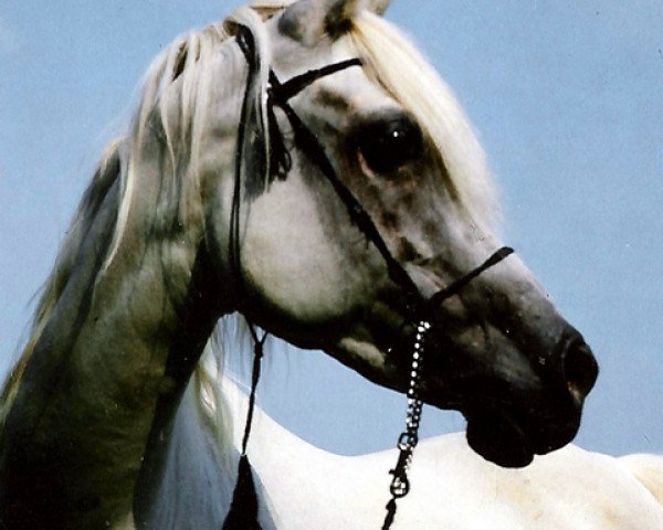 broodmare Ghazalah 1973 ox (Arabian purebred, 1973, from Ghazal 1953 EAO)