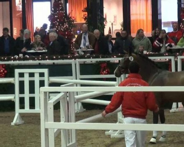 Westfälische Hauptkörung
für Reitponys, Haflinger und Kleinpferde
Sonntag,den 27.11.2011
2.Ring