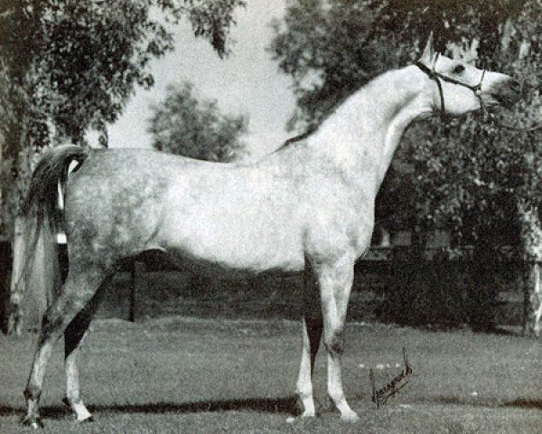 stallion Eukaliptus ox (Arabian purebred, 1974, from Bandos 1964 ox)