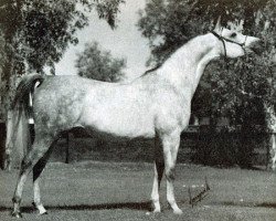 stallion Eukaliptus ox (Arabian purebred, 1974, from Bandos 1964 ox)