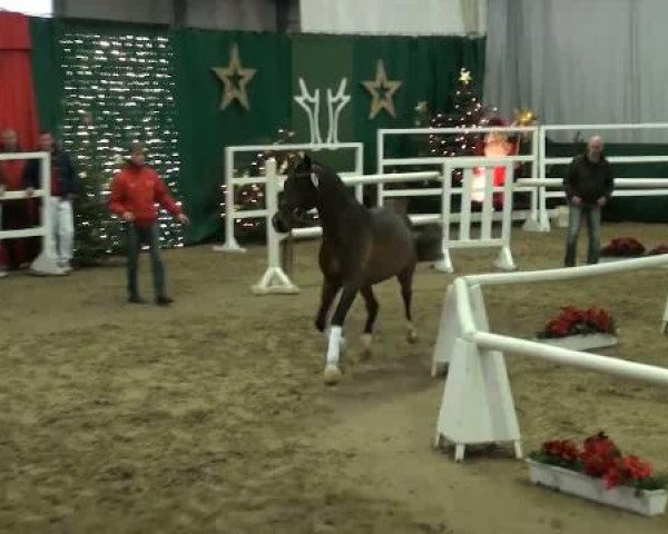 Westfälische Hauptkörung
für Reitponys, Haflinger und Kleinpferde
Sonntag,den 27.11.2011
2.Ring