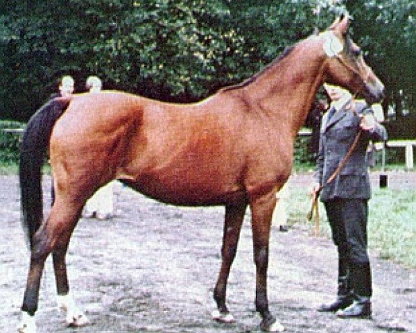 broodmare Arba ox (Arabian purebred, 1962, from Comet 1953 ox)