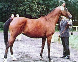 broodmare Arba ox (Arabian purebred, 1962, from Comet 1953 ox)