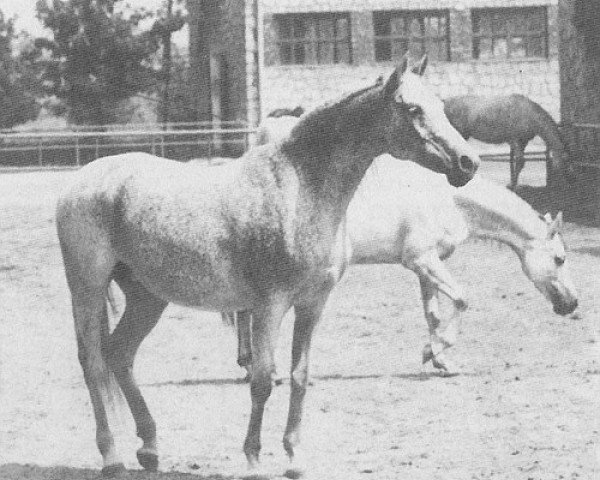 broodmare Fatima ox (Arabian purebred, 1971, from Negatiw 1945 ox)