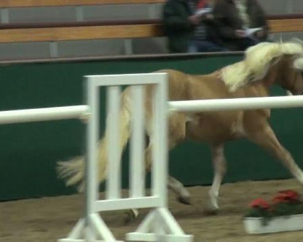 Westfälische Hauptkörung
für Reitponys, Haflinger und Kleinpferde
Sonntag,den 27.11.2011
1.Ring
