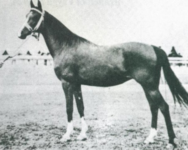 broodmare Fryga II ox (Arabian purebred, 1924, from Bakszysz 1901 ox)