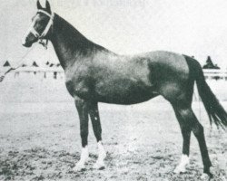broodmare Fryga II ox (Arabian purebred, 1924, from Bakszysz 1901 ox)