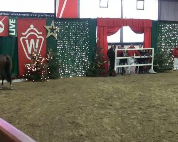 Westfälische Hauptkörung
für Reitponys, Haflinger und Kleinpferde
Samstag,den 26.11.2011
5.Ring
