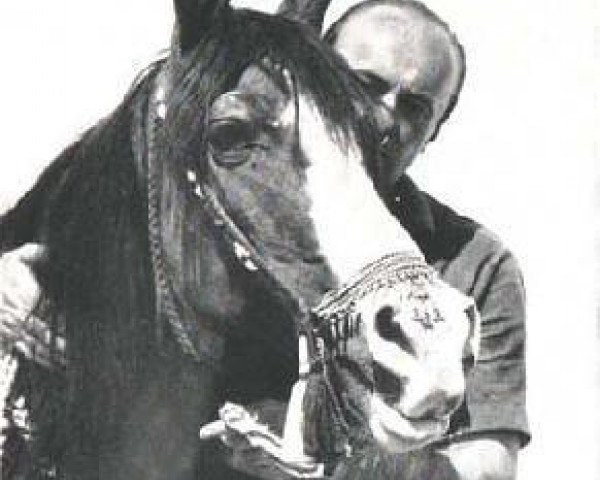 broodmare Ofirka ox (Arabian purebred, 1939, from Ofir 1933 ox)