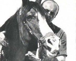 broodmare Ofirka ox (Arabian purebred, 1939, from Ofir 1933 ox)