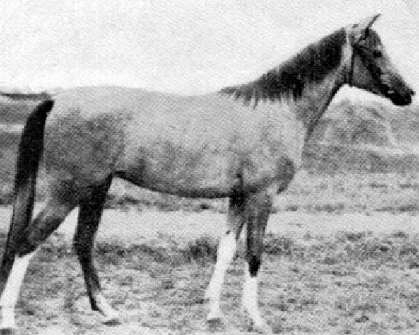 broodmare Mabrucha ox (Arabian purebred, 1928, from Pielgrzym Thuja ox) broodmare Mabrucha ox (Arabian purebred, 1928, from Pielgrzym Thuja ox)