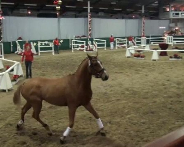 Westfälische Hauptkörung
für Reitponys, Haflinger und Kleinpferde
Samstag,den 26.11.2011
10.Ring
