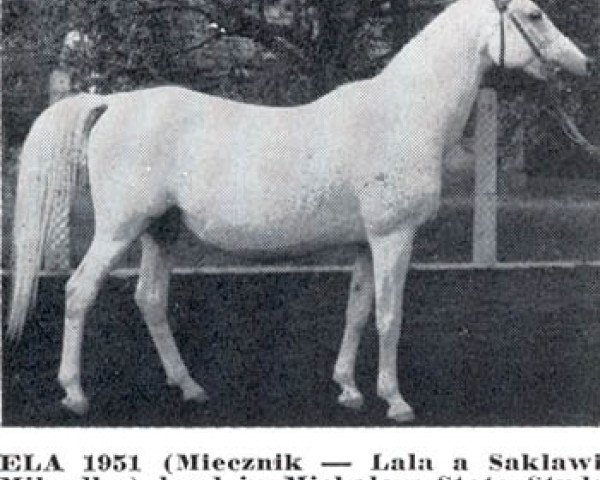 broodmare Ela 1951 ox (Arabian purebred, 1951, from Miecznik 1931 ox)