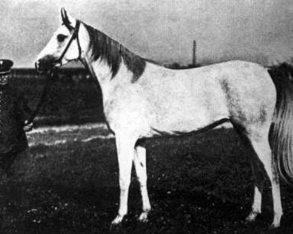 broodmare Ikwa 1927 ox (Arabian purebred, 1927, from Koheilan VIII 1922 ox)
