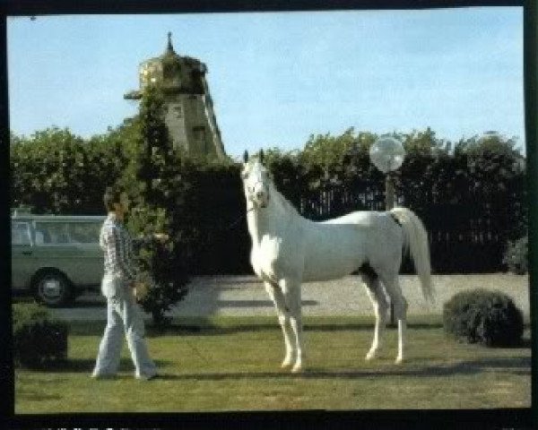 stallion Espartero ox (Arabian purebred, 1960, from Nabor 1950 ox)