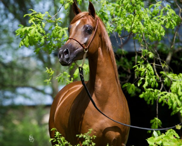 horse Alegra ox (Arabian purebred, 2008, from Ganges ox)