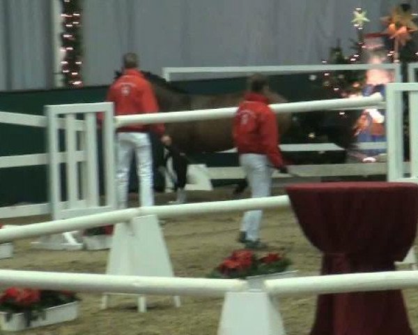 Westfälische Hauptkörung
für Reitponys, Haflinger und Kleinpferde
Samstag,den 26.11.2011
8.Ring
