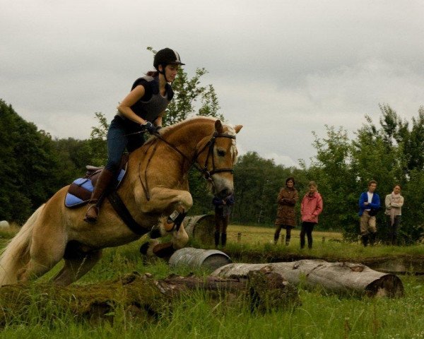 Dressurpferd My Boy Merlin (Haflinger, 2005, von Marlon)