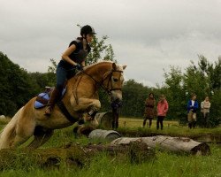 Dressurpferd My Boy Merlin (Haflinger, 2005, von Marlon)