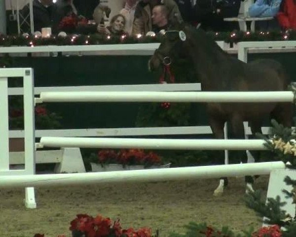 Westfälische Hauptkörung
für Reitponys, Haflinger und Kleinpferde
Samstag,den 26.11.2011
7.Ring
