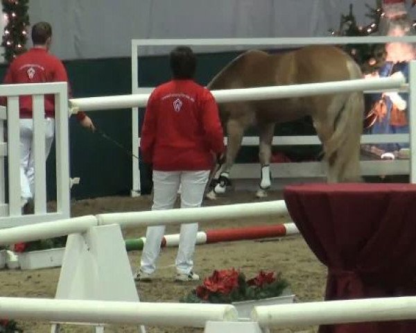 Westfälische Hauptkörung
für Reitponys, Haflinger und Kleinpferde
Samstag,den 26.11.2011
2.Ring
